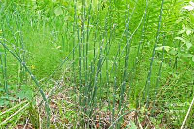 Prle d'hiver - Scouring rush - Equisetum hyemale 1 m15