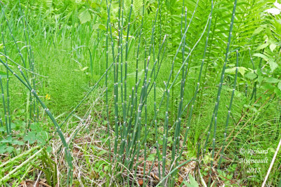 Prêle d'hiver - Scouring rush - Equisetum hyemale 1 m15