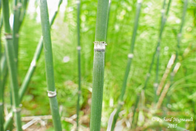 Prêle d'hiver - Scouring rush - Equisetum hyemale 2 m15