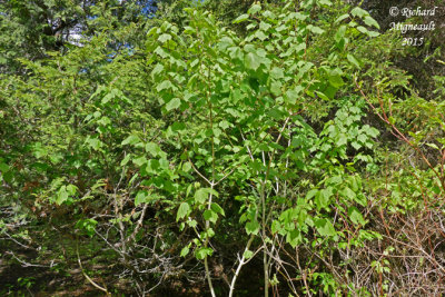 rable  pis - Mountain maple - Aacer spicatum 1 m15