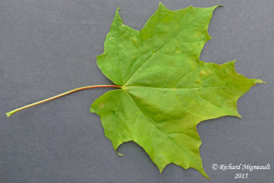 rable  sucre - Sugar maple - Acer saccharum m15
