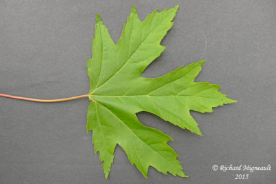 rable argent - Silver maple - Acer saccharinum 2 m15