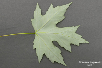 rable argent - Silver maple - Acer saccharinum 3 m15