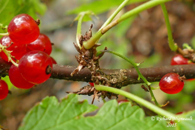 Gadelier cultiv - Red garden currant - Ribes sativum 3 m15