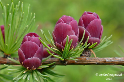 Mlze - American larch - Larix laricina fleur m15