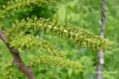 Noyer cendr - Butternut - Juglans cinerea 3 m15