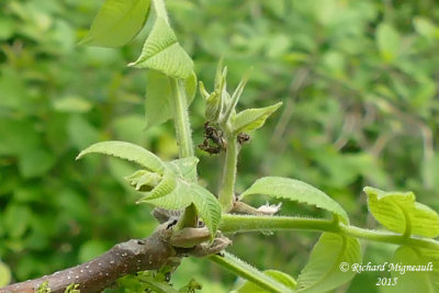 Noyer cendré - Butternut - Juglans cinerea 4 m15