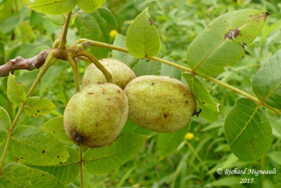 Noyer cendré - Butternut - Juglans cinerea 5 m15