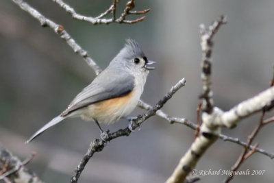 Mésange bicolore - Tufted Titmouse 3 m7