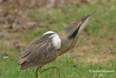 Butor d’Amérique - American Bittern 1 m15