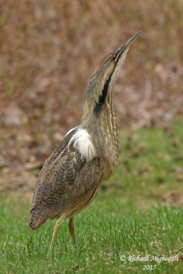 Butor d’Amérique - American Bittern 2 m15