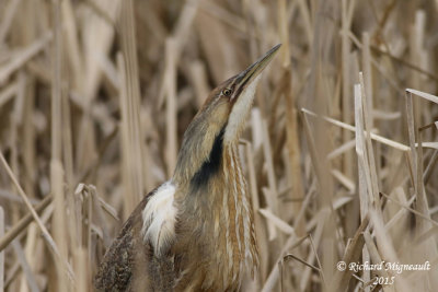 Butor d’Amérique - American Bittern 3 m15