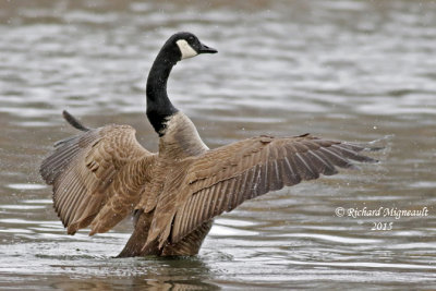 Bernache du Canada - Canada Goose 4 m15