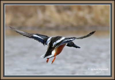 Canard souchet - Northern Shoveler 1 m15