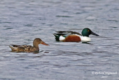 Canard souchet - Northern Shoveler 8 m15