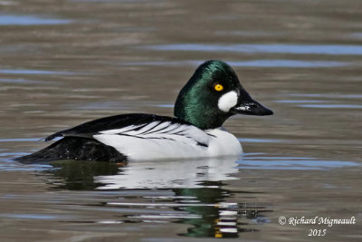 Garrot  oeil dor - Common Goldeneye 2 m15