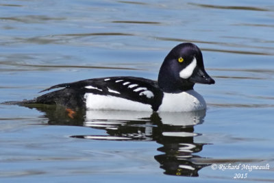 Garrot d’Islande - Barrow’s Goldeneye 1 m15