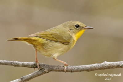 Paruline masquée - Common Yellowthroat female 2 m15