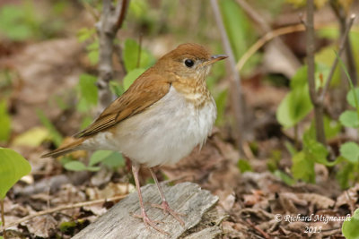 Grive fauve - Veery 2 m15