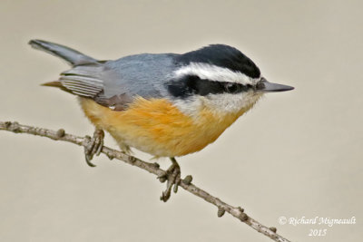 Sitelle à poitrine rousse - Red-breasted Nuthatch 3 m15