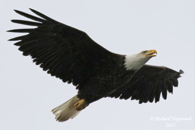 Pygargue à tête blanche - Bald Eagle 2 m15