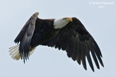 Pygargue à tête blanche - Bald Eagle 3 m15