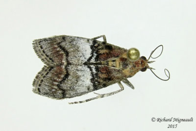 5606 - Maple Webworm Moth - Pococera asperatella m15
