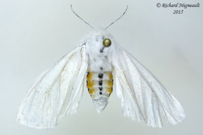 8137 - Virginian Tiger Moth - Spilosoma virginica 4 m15 