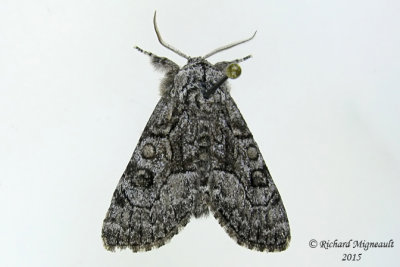 9193 - Brother Moth - Raphia frate 3 m15