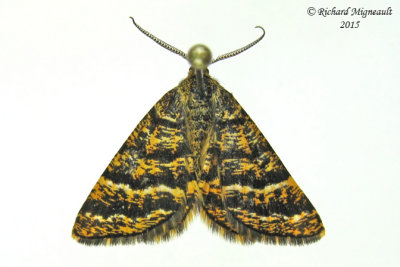 6321 - Black-banded Orange Moth - Epelis truncataria m15 