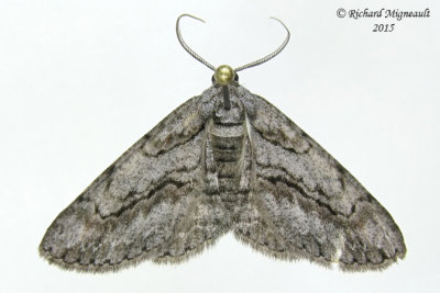 6590 - Common Gray Moth - Anavitrinella pampinaria m15