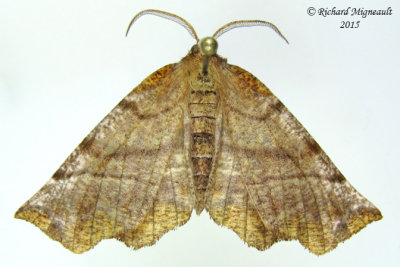6817 - Northern Selenia Moth - Selenia alciphearia 1 m15