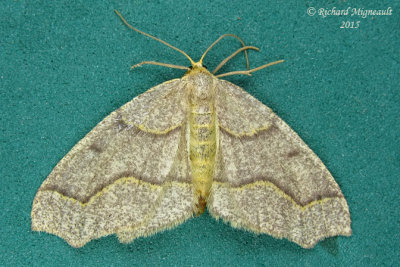 6888 - Hemlock Looper Moth - Lambdina fiscellaria m15 