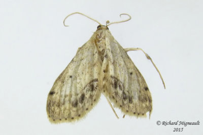 7157 - Frosted Tan Wave Moth - Scopula cacuminaria m15