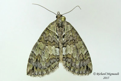 7236 - Renounced Hydriomena Moth - Hydriomena renunciata m15 