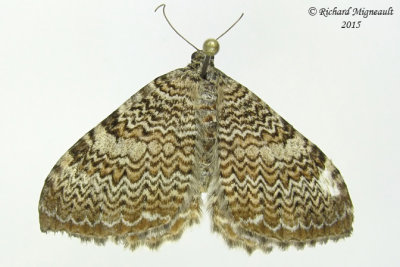7292 - Fergusons Scallop Shell Moth - Rheumaptera prunivorata m15