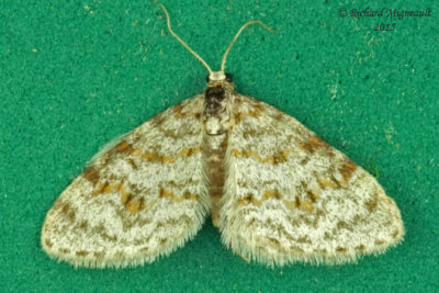 7419 - Light Carpet Moth - Hydrelia lucata m15 