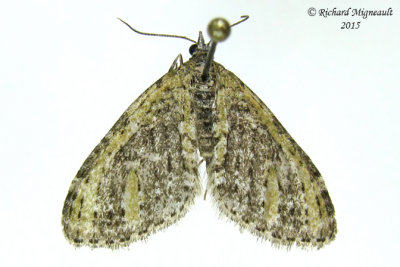 7635 - Olive-and-black Carpet Moth - Acasis viridata m15