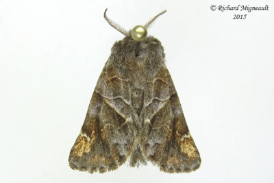 7898 - Striped Chocolate-tip Moth - Clostera strigosa m15 
