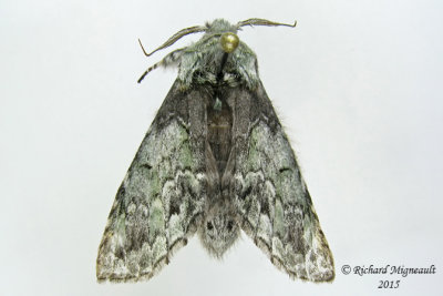 7975 - Mottled Prominent Moth - Macrurocampa marthesia 1 m15 