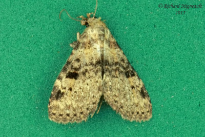 8426 - Visitation Moth - Dyspyralis illocata m15 