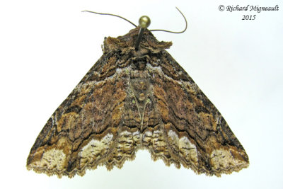 8697 - Colorful Zale Moth - Zale minerea 1 m15 