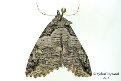 8713 - Bold-based Zale Moth - Zale lunifera m15 