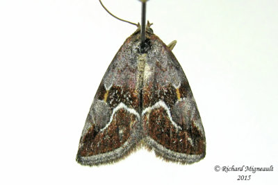 9046 - Bog Lithacodia Moth - Deltote bellicula m15 