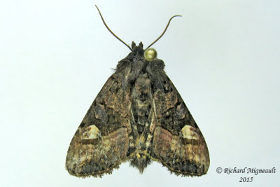 9545 - American Angle Shades Moth - Euplexia benesimilis 1 m15 