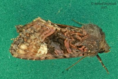 9545 - American Angle Shades Moth - Euplexia benesimilis 2 m15 