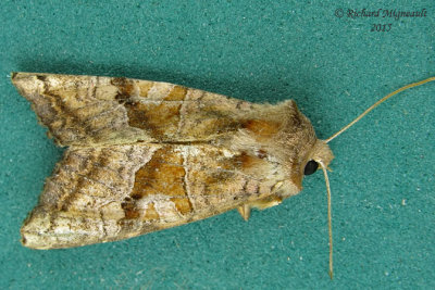 9547 - Brown Angle Shades Moth - Phlogophora periculosa m15 New 817 - M6.NEWf.jpg