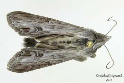 10197 - Gray-hooded-Owlet Moth - Cucullia florea m15 