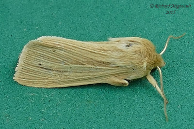 10436 - Lesser Wainscot Moth - Mythimna oxygala 2 m15