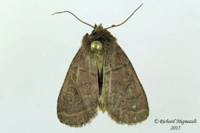 10502 - Intractable Quaker Moth - Himella fidelis m15 